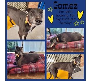 greyhound adoptions wa|Available Dogs .